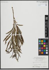 Foto von Salix viminalis L.